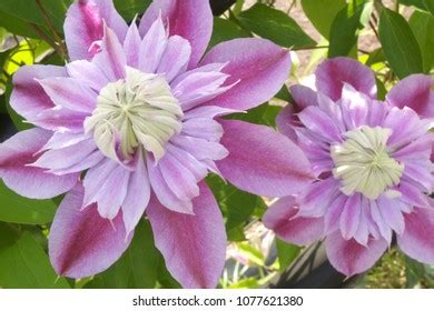 Petunia Solanaceae Crazytunia Kermit Rose Stock Photo