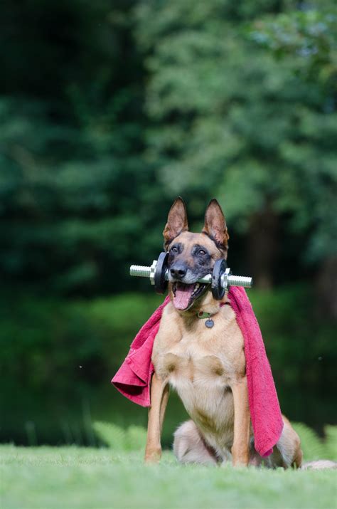 Vet du hur du gör för att banta en hund på rätt sätt Är din hund FET