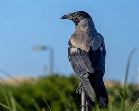 300+ Meaningful Crow Names You Can Consider - Bird Guidance