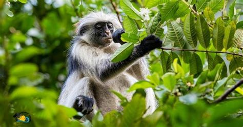 Zanzibar Visite Guid E De La Conservation De La For T De Jozani