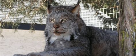 Kodiak In Memory The Wildcat Sanctuary