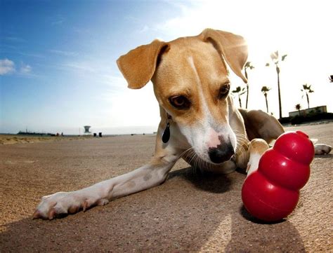 5 Consejos Para TRANQUILIZAR A Un Perro HIPERACTIVO Wakyma