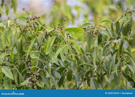 Sandalwood Tree Santalum Album With Flowers Fruits Green Leaves And Sky