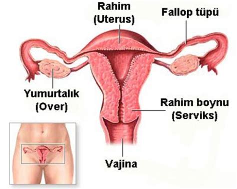 Vajina Hastalıkları Nelerdir