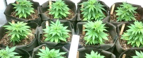 Understanding the Life Cycle of a Marijuana Plant - Bonza Blog