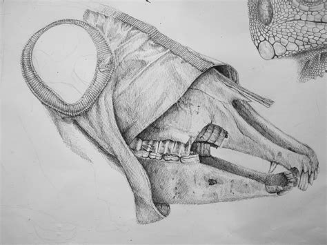 horse skull drawing by joelmann on deviantART