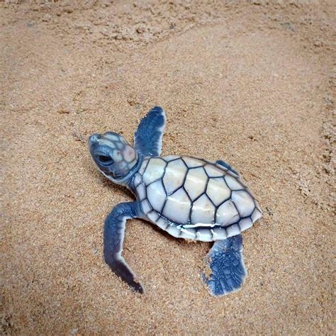 Albino sea turtle 1 in 10 000 chance of being born – Artofit