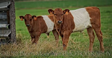 Pick Of The Week 31 Cows With Striped Pyamas