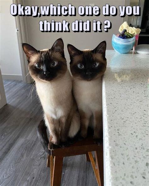 Okaywhich One Do You Think Did It Lolcats Lol Cat Memes