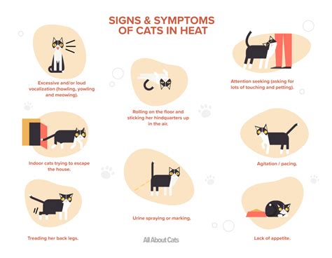 Loopse Kat Estrous Cycles Tekenen Symptomen And Zorg