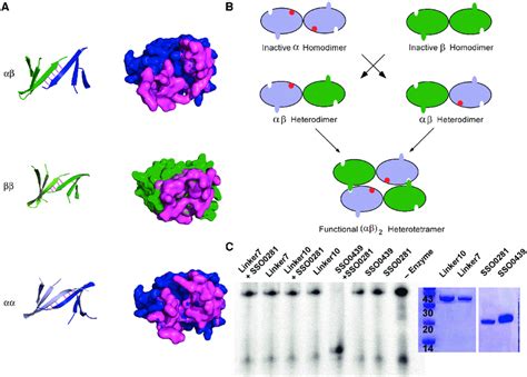 Endonuclease Dimer Interfaces And The Model Of Enzyme Assembly A