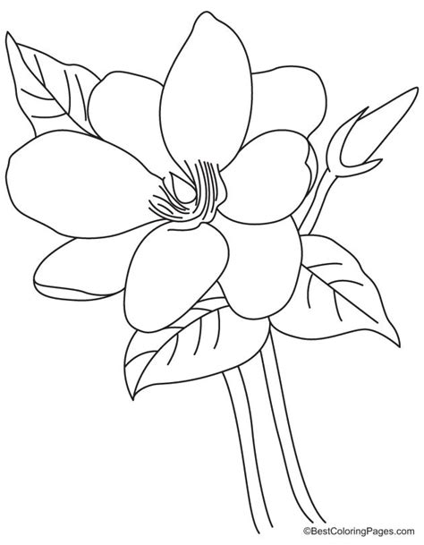 Magnolia Coloring Pages - Coloring Home