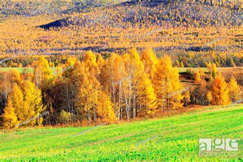 Greater Khingan Range Autumn Heilongjiang Province China Stock Photo