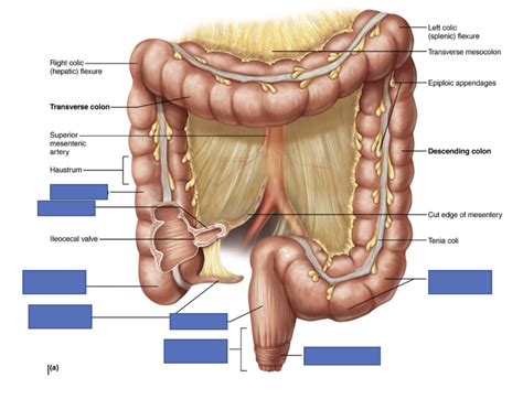 Stomach Label Diagram | Quizlet