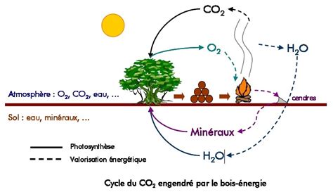 Le Bois Energie Et Développement Durable