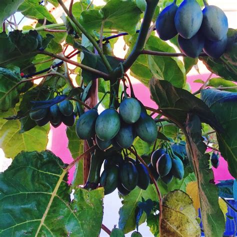 Premium Photo Close Up Of Passion Fruits On Tree