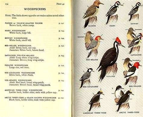 1961 National Audubon Society Field Guide To The Birds Peterson Vintage