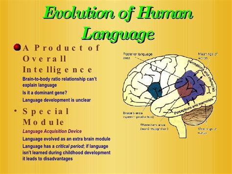 Chapter 14: Lateralization & Language