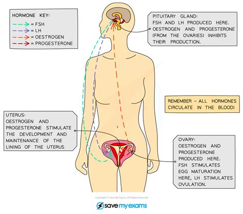 Ib Dp Biology Hl Reproduction Sex Determination In Females