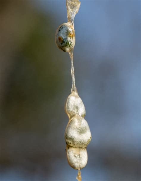 Was Ist Das C Ursula Goenner Naturgucker De Enjoynature Net