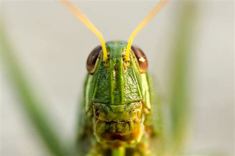 X Wallpaper Green Grasshopper Peakpx