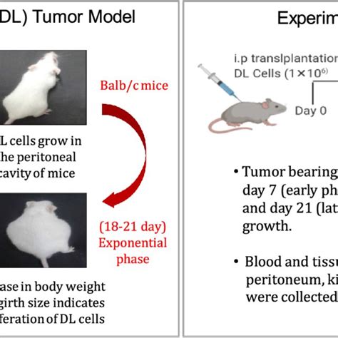 Schematic Representation Of Tumor Model And Experimental Design