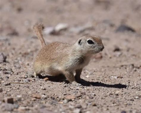 Round-Tailed Ground Squirrel - Facts, Diet, Habitat & Pictures on Animalia.bio