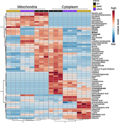 Heatmap Shows The Fold Changes Of Metabolites In Mitochondria And The