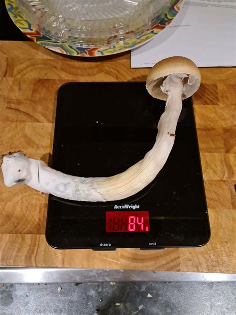 My Biggest Inca Stargazer To Date 84g Mushroom Cultivation