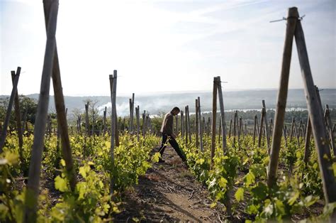 Les Vins De Vienne CONDRIEU