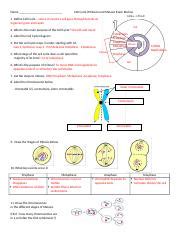 Mitosis Meiosis Review Key Docx Name Cell Cycle Mitosis And Meiosis