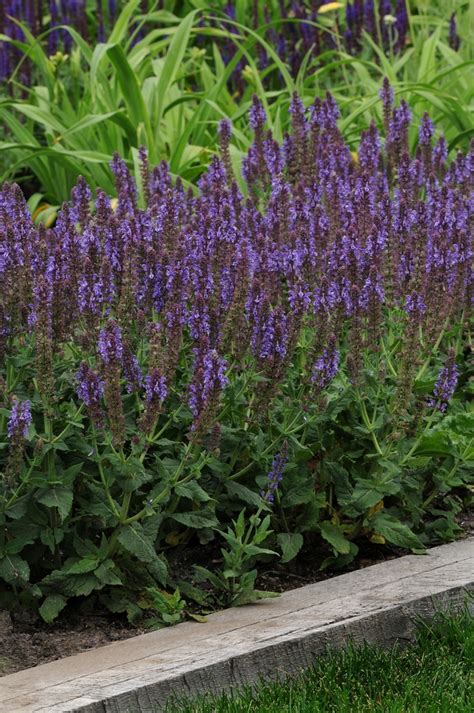 Salvia Nemorosa Lyrical™ Silver Tone Meadow Sage Garden Center