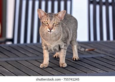 Dark Siamese Cat Stock Photo 755741245 | Shutterstock