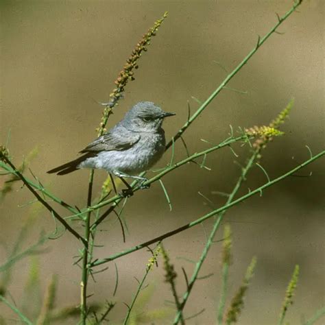 blackstart facts diet habitat pictures  animaliabio