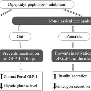 Possible Mechanisms Of Action Of Functional Foods With Dipeptidyl