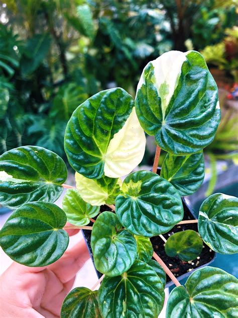 Peperomia Caperata Emerald Ripple Variegata Variegated House Etsy