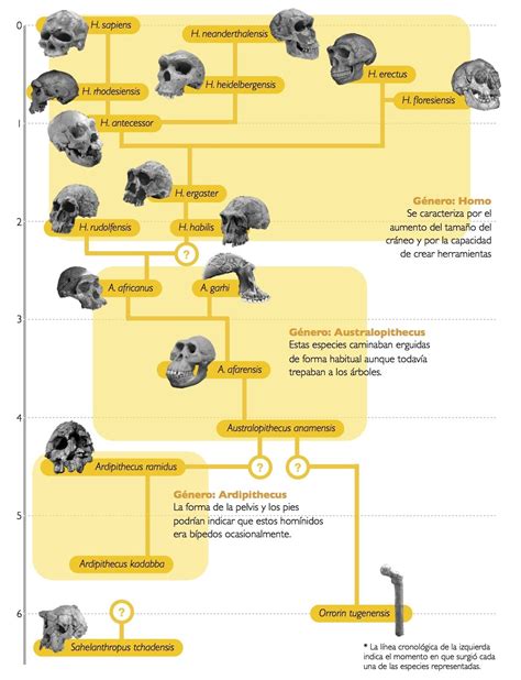 Arbol Filogenético De La Evolución Humana Evolución Humana Árbol De La Evolución Humana