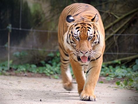 Jenis Jenis Harimau Terganas Didunia Dan Klasifikasinya