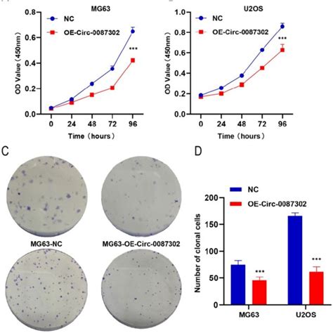 Effect Of Hsa Circ 0087302 On The Osteosarcoma Cell Cycle Changes In