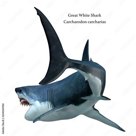 Great White Shark Tail With Font The Great White Shark Can Live For