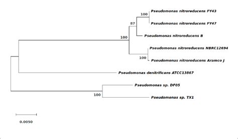 Phylogenetic Tree Of Pseudomonas Strains Based On Gyrb Gene Sequences