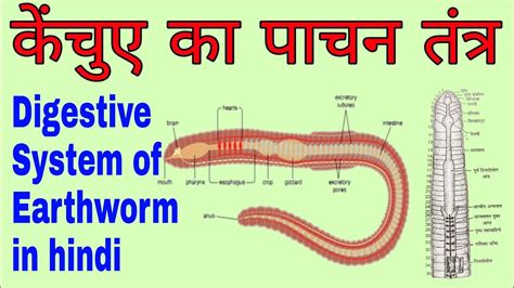 Anatomy Of Earthworm Digestive System - Human Anatomy