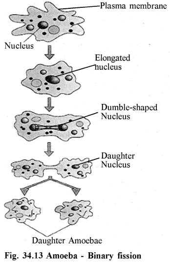 Rbse Solutions For Class 11 Biology Chapter 34 Amoeba Rbse Guide