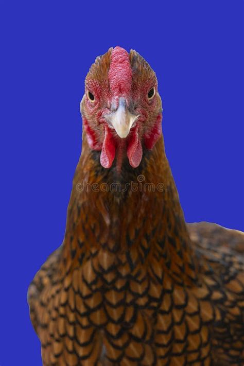 Wyandotte Bantam Chicken Golden Laced In White Background Stock Image