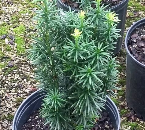 Growing The Upright Japanese Plum Yew Cephalotaxus Harringtonii