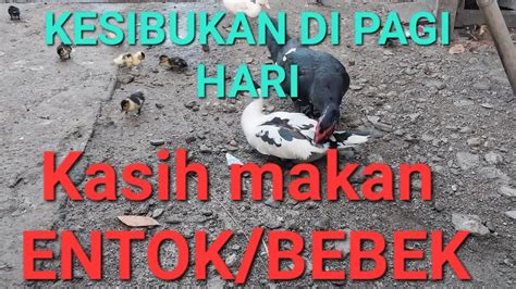 KESIBUKAN DI PAGI HARI KASIH MAKAN TERNAK ENTOK BEBEK Entoklokal