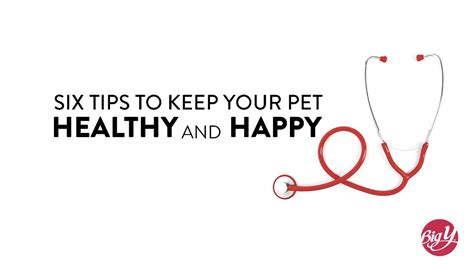 Six Tips To Keep Your Pet Healthy And Happy From Big Y And Pet Naturals