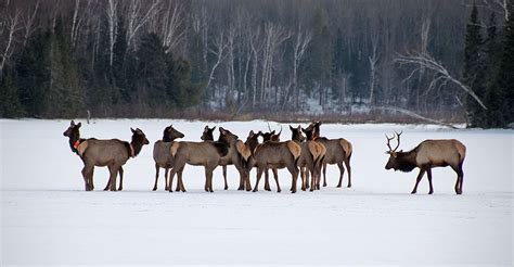 slide-elk-clam-lake-wisconsin - Clam Lake WI