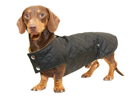 Miniature Dachshund Winter Coats – Tradingbasis