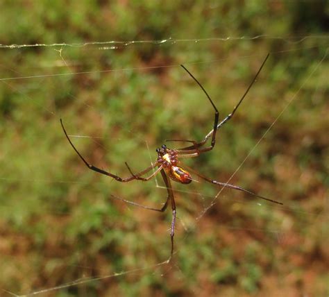 Banded Legged Golden Orb Web Spider From Gaborone Botswana On March 23